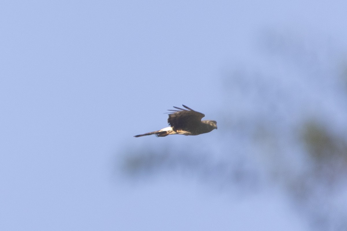 Cinereous Harrier - ML646630037
