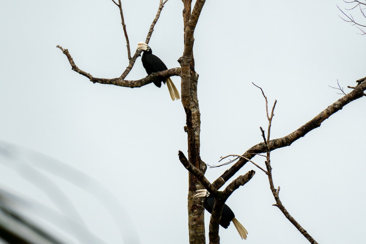 Palawan Hornbill - ML646630038