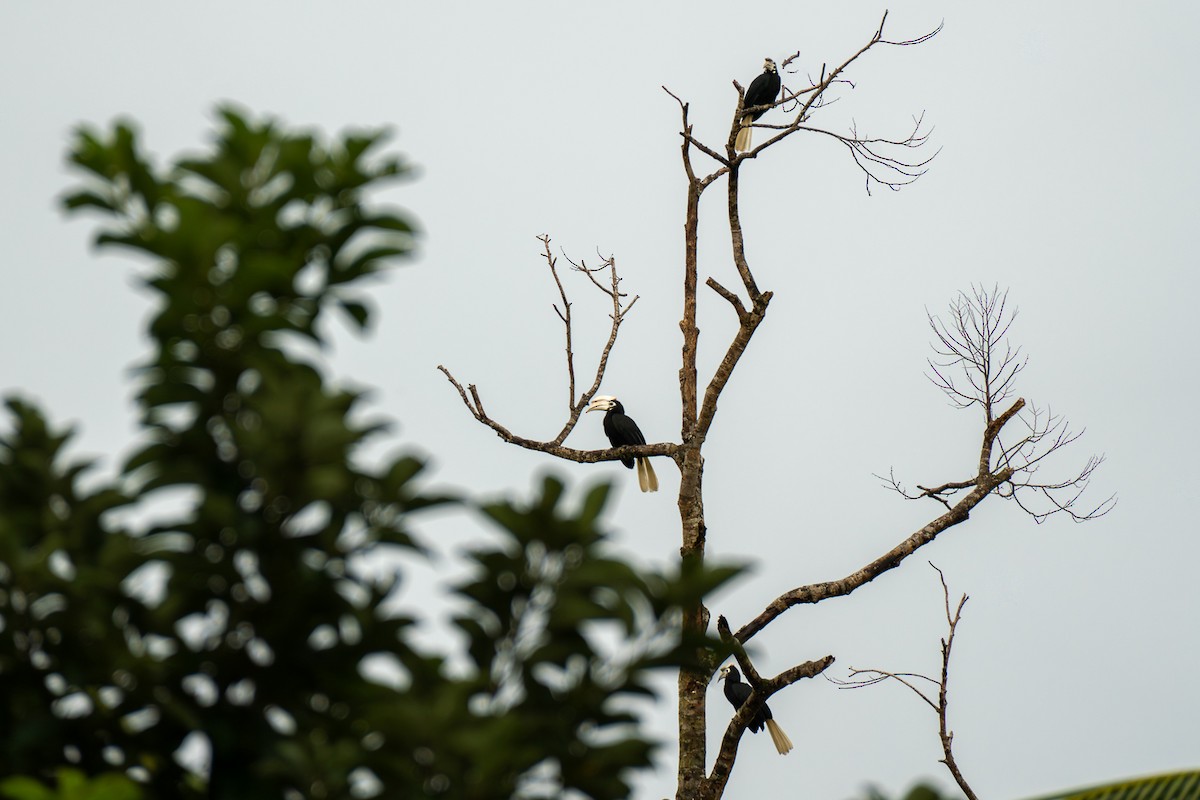 Palawan Hornbill - ML646630039