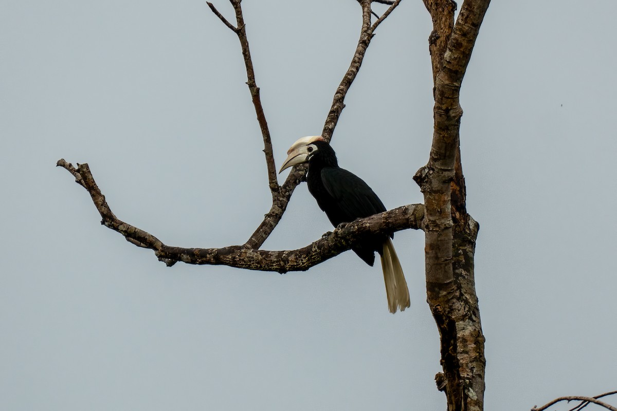 Palawan Hornbill - ML646630040
