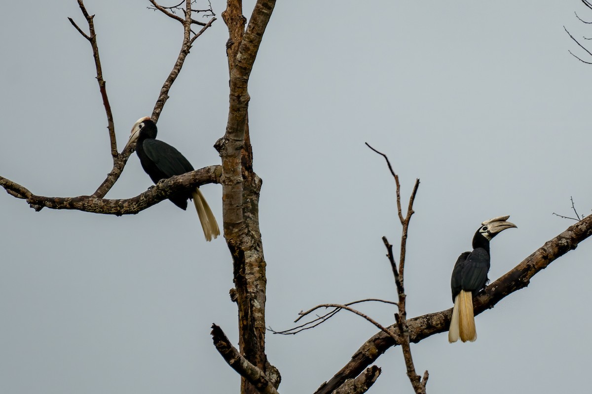 Palawan Hornbill - ML646630041