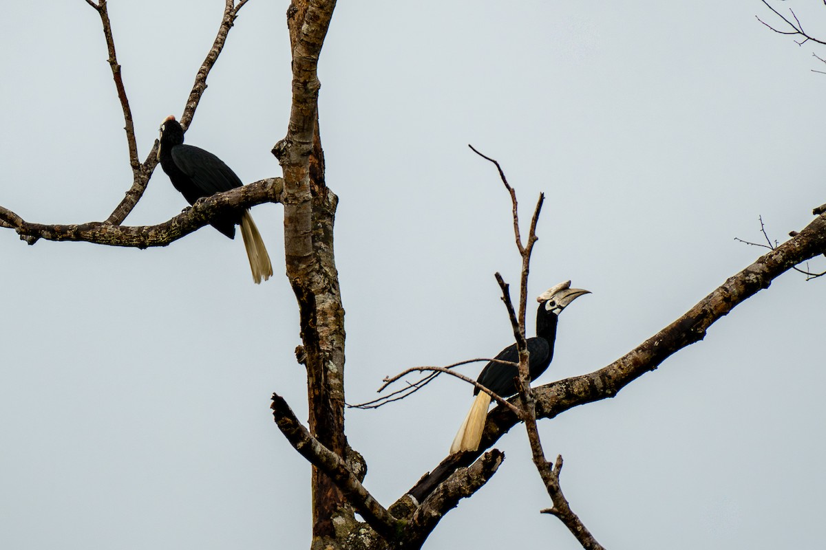 Palawan Hornbill - ML646630042