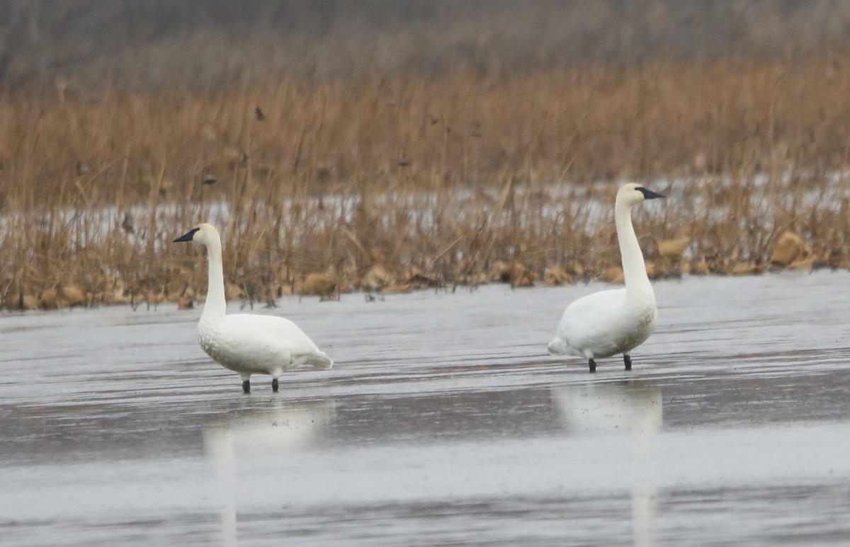 Trumpeter Swan - ML646630044