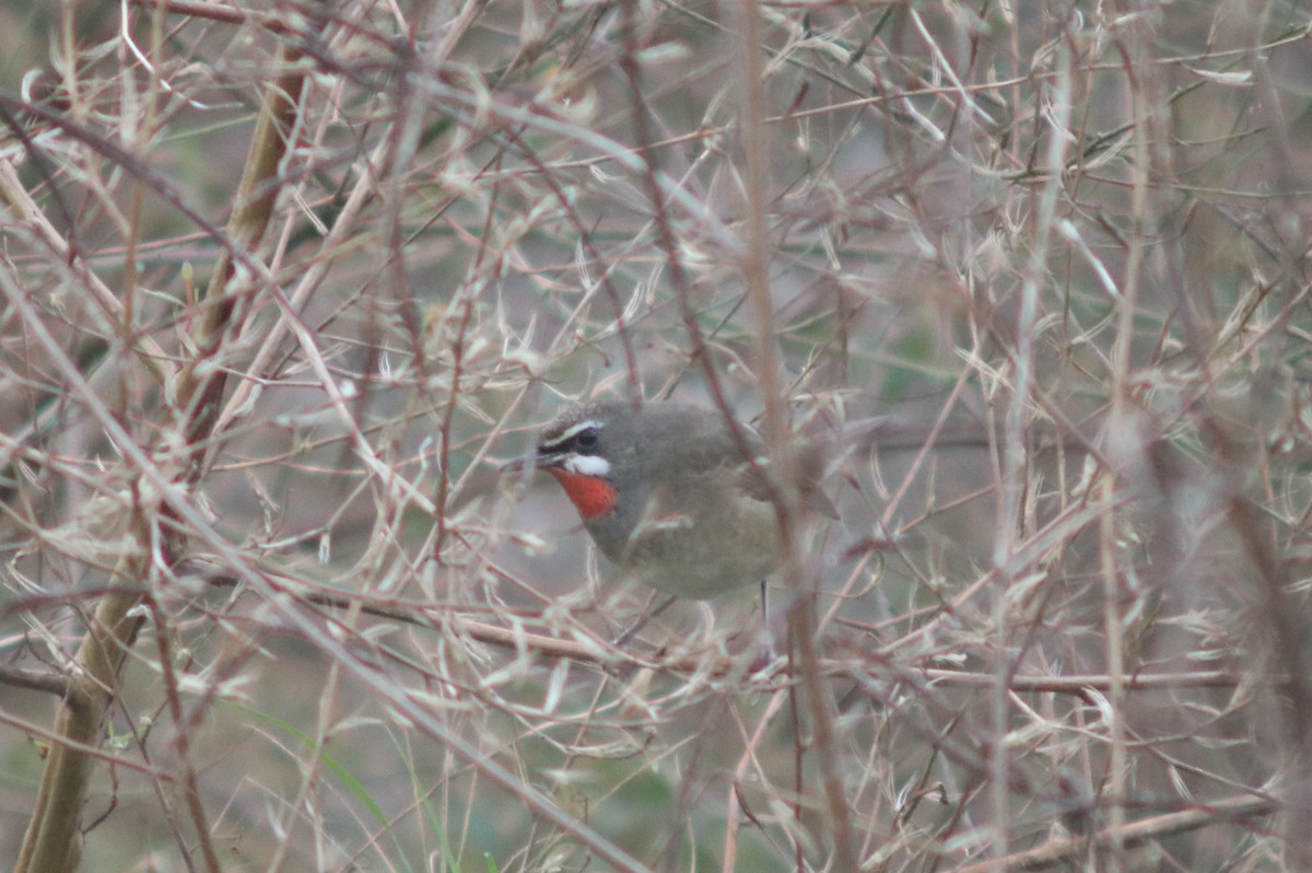 Siberian Rubythroat - ML646630045