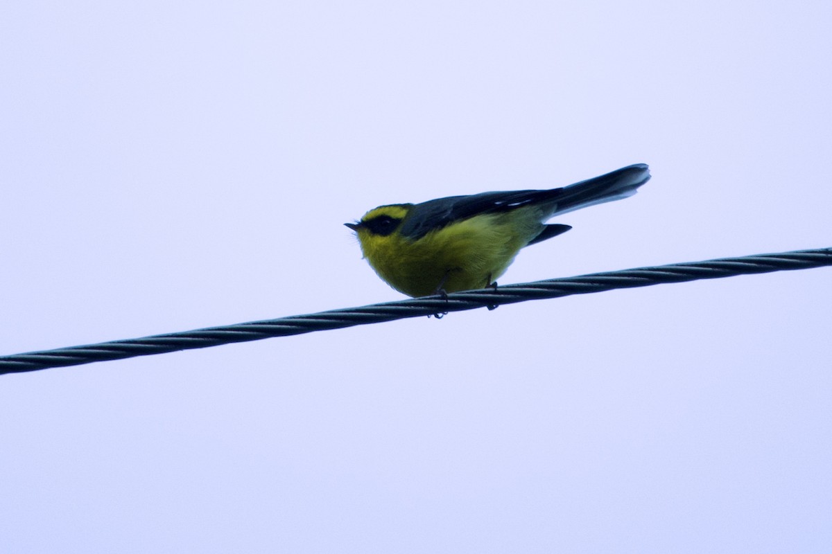 Sarı Karınlı İpeksi Sinekkapan - ML646630049