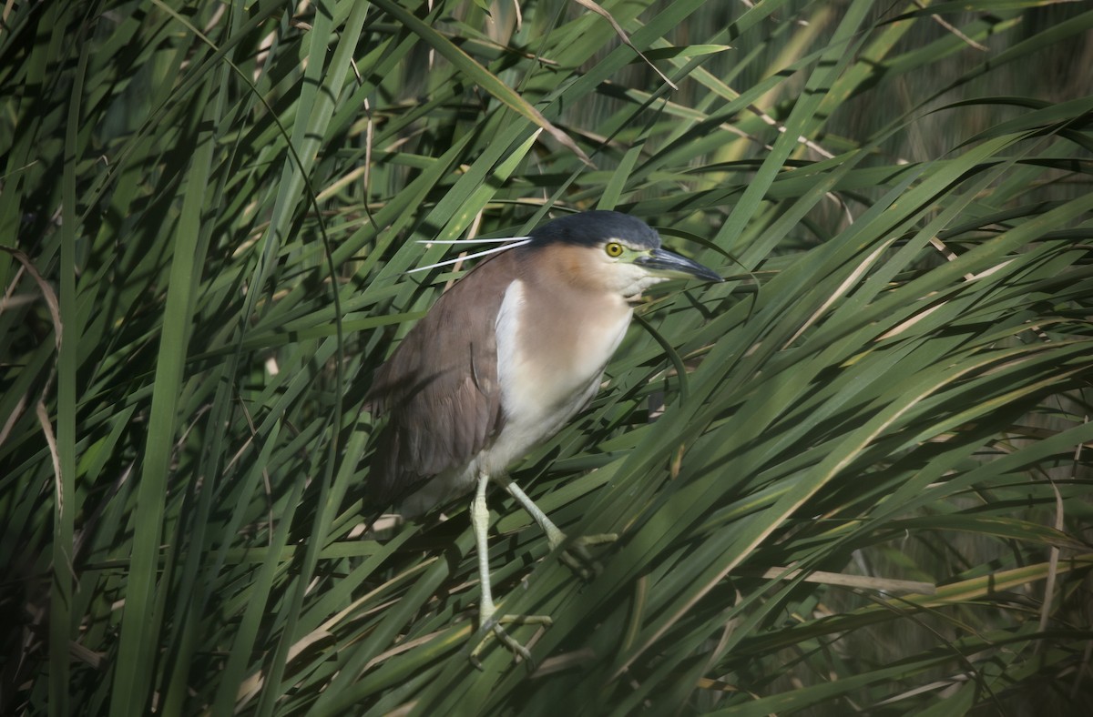 Nankeen Night Heron - ML646630052