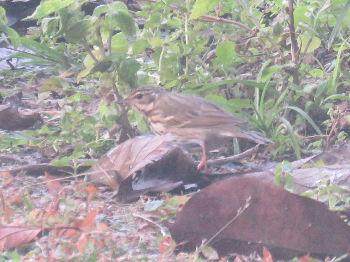 rosenpiplerke - ML646630059