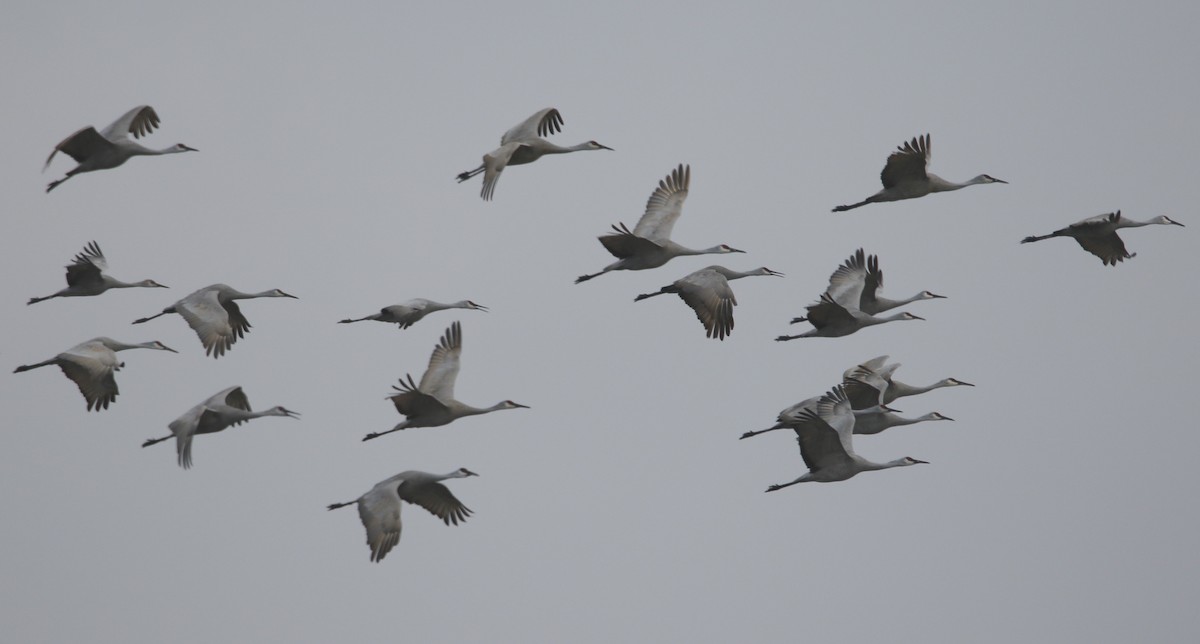 Sandhill Crane - ML646630060