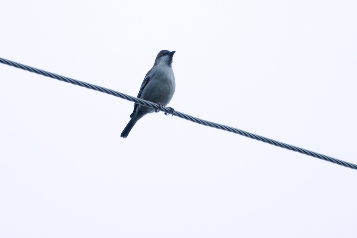 Kızıl Serçe - ML646630061