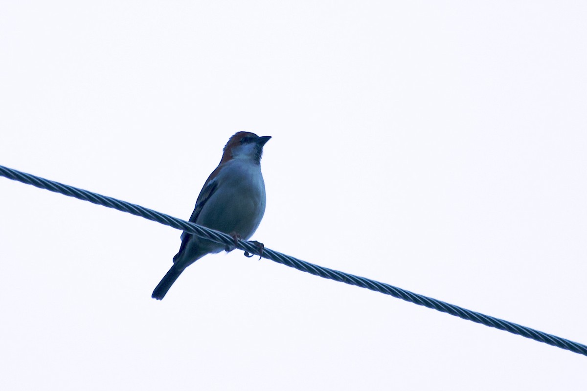 Kızıl Serçe - ML646630062