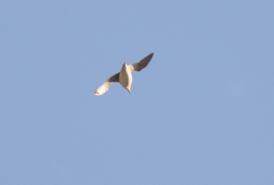 東方紅胸鴴 - ML646630067