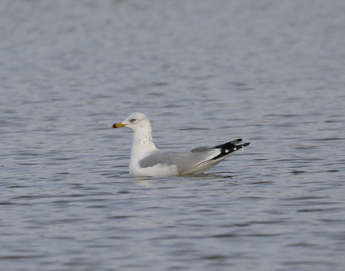 Ring-billed Gull - ML646630068