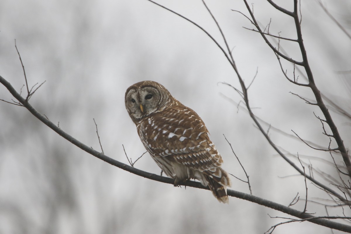 Barred Owl - ML646630070