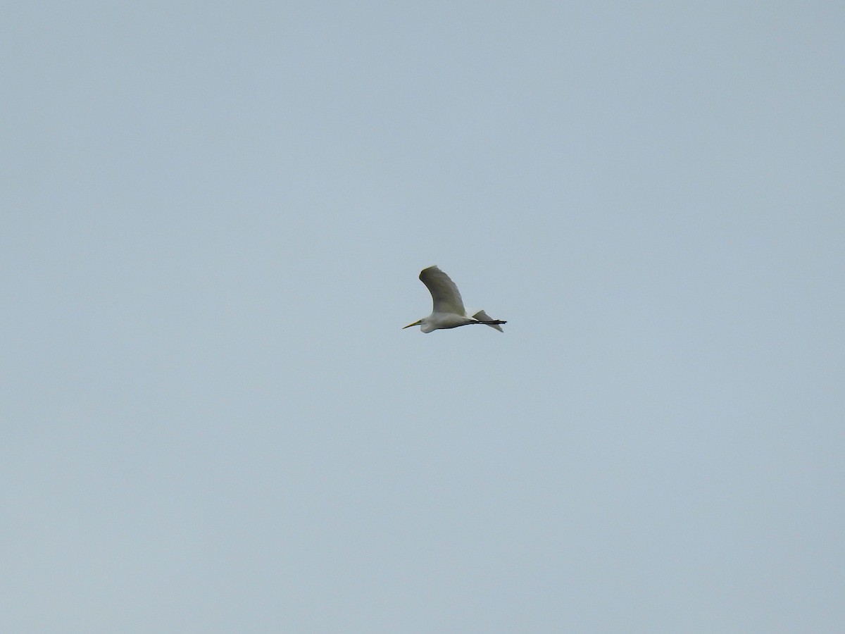 volavka bílá - ML646630071