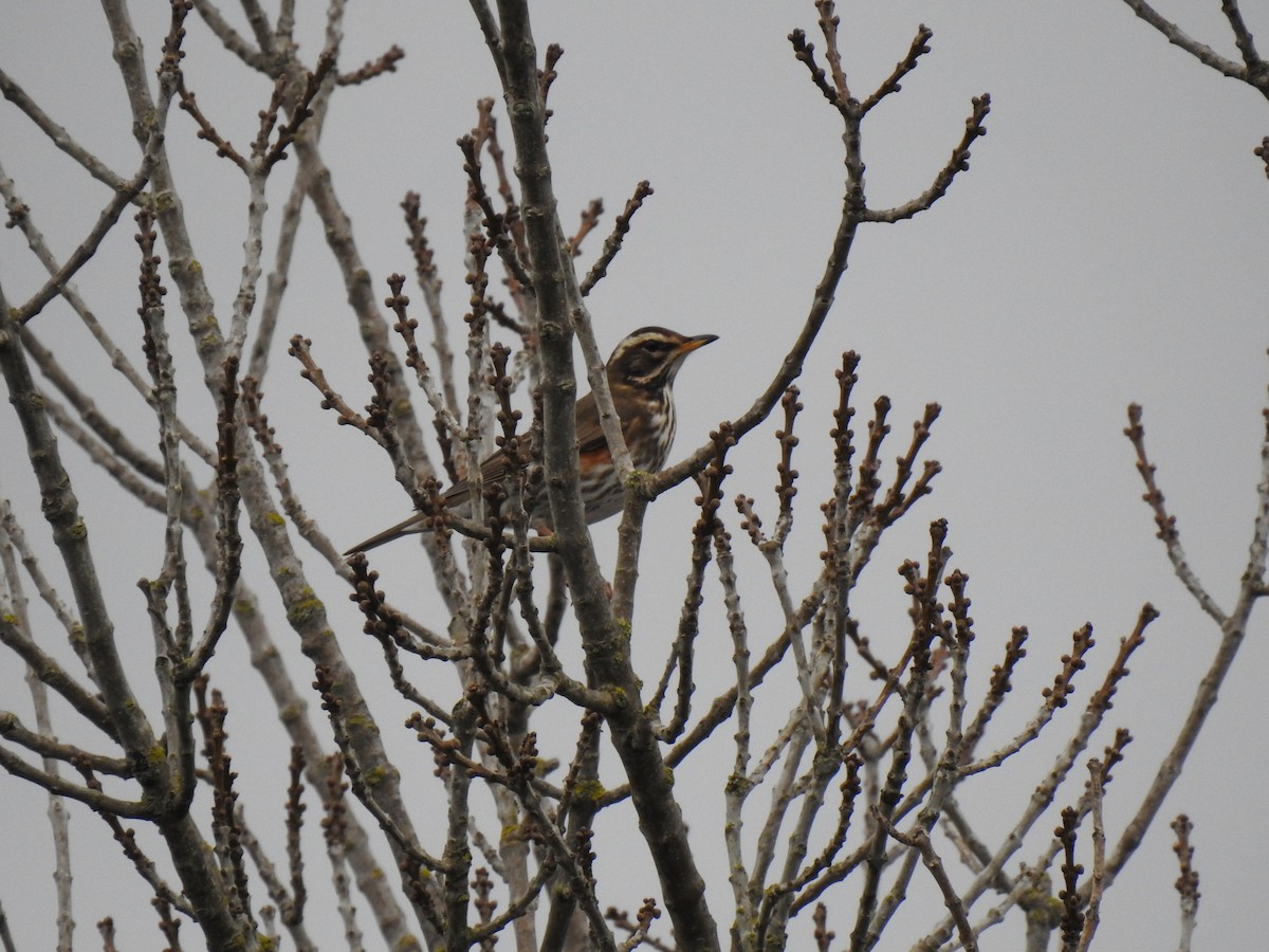 ワキアカツグミ - ML646630072