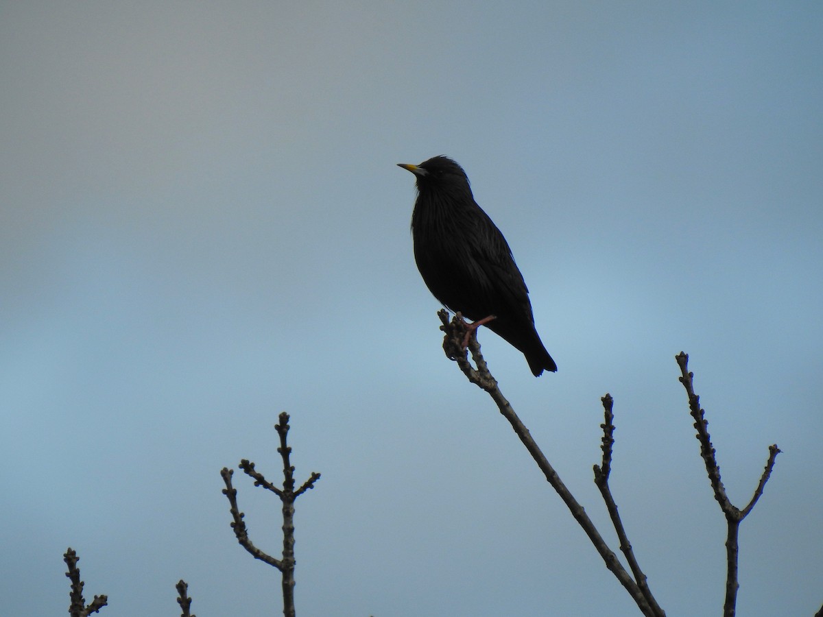 špaček černý - ML646630079
