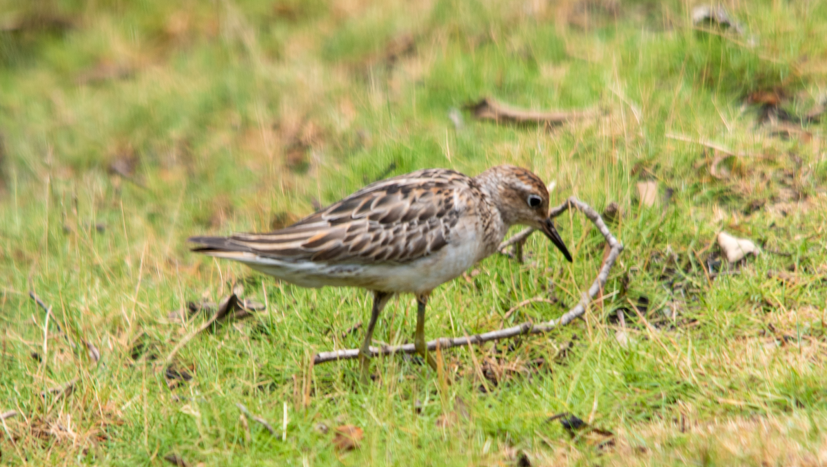 חופית חדת-זנב - ML646630080