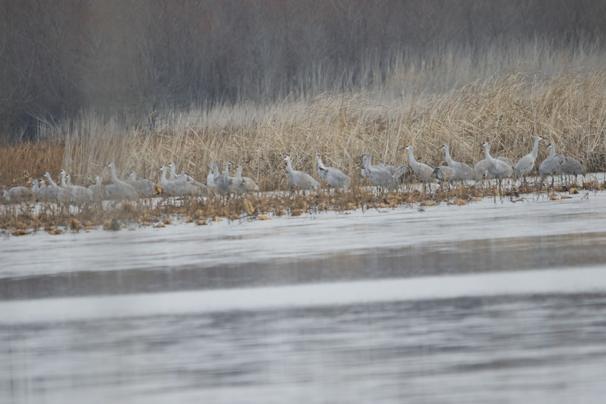 Sandhill Crane - ML646630084