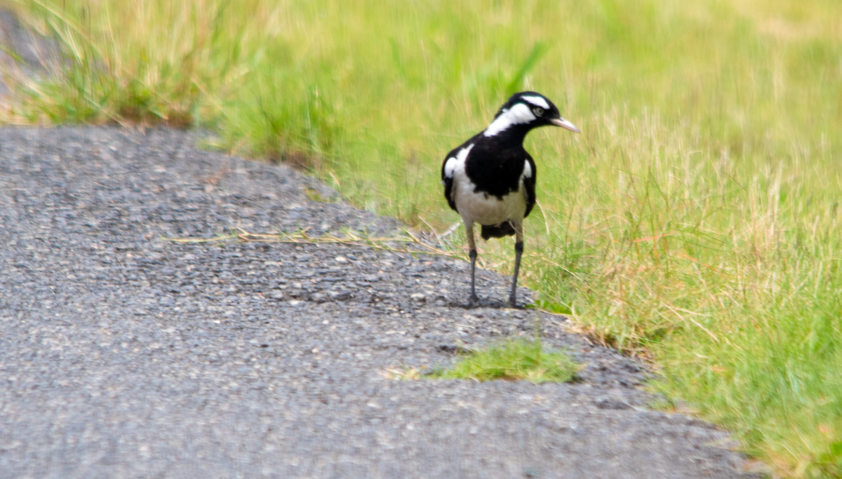 Magpie-lark - ML646630089