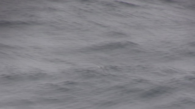 Pufla Fırtınakuşu - ML646630090