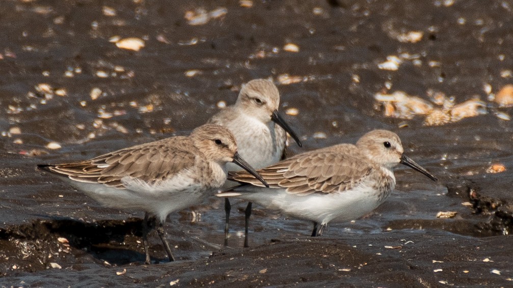 Bécasseau cocorli - ML646630091