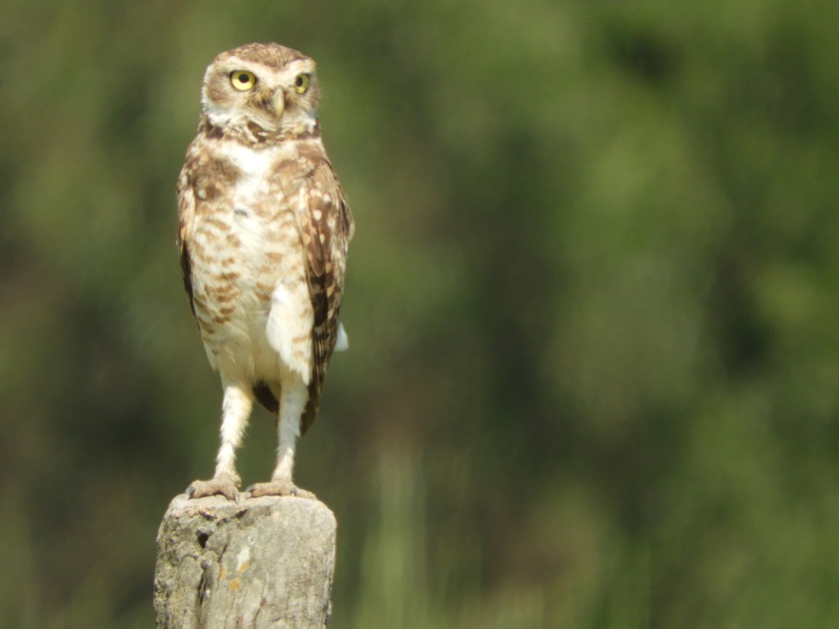 Burrowing Owl - ML646630108