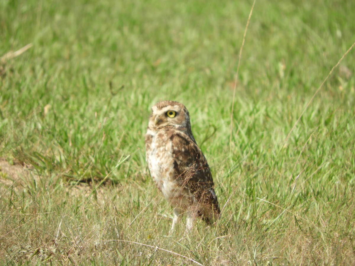 Burrowing Owl - ML646630109
