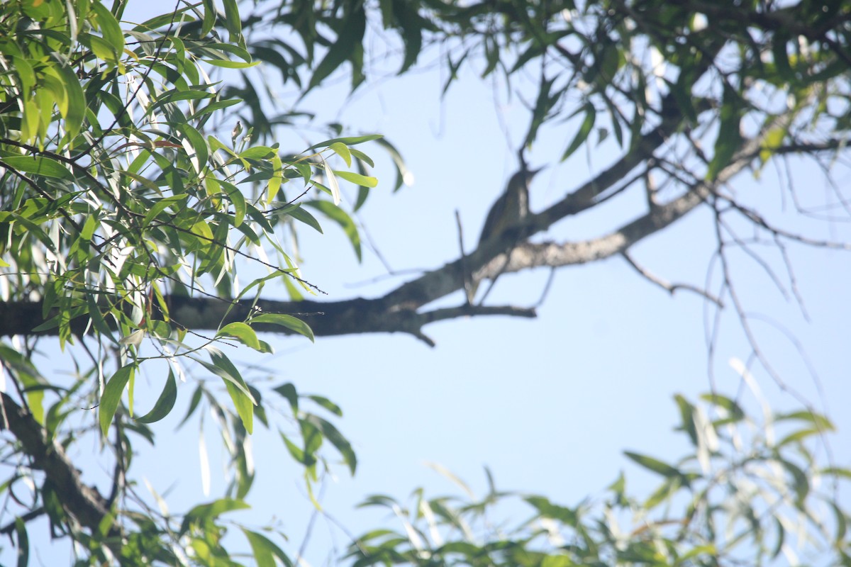 Вивільга індійська - ML646630110