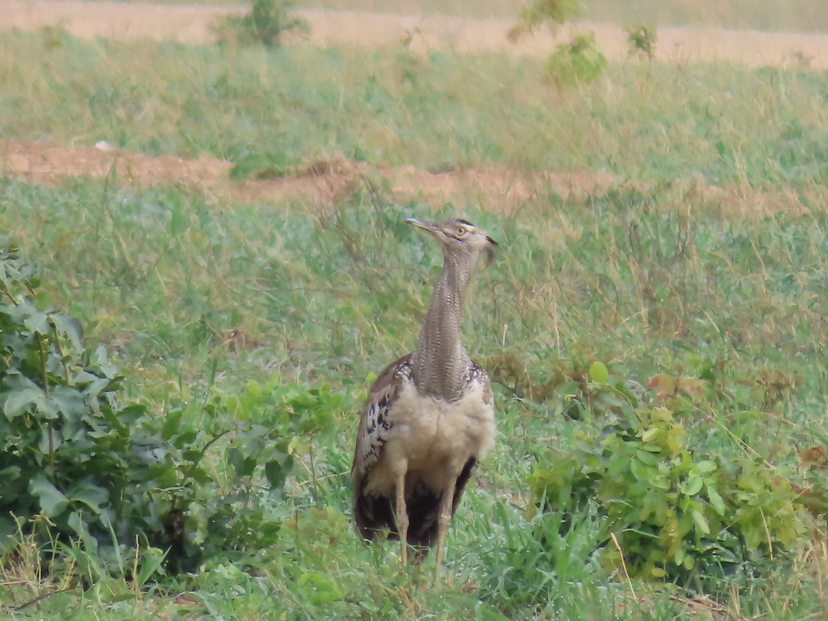 アフリカオオノガン - ML646630111