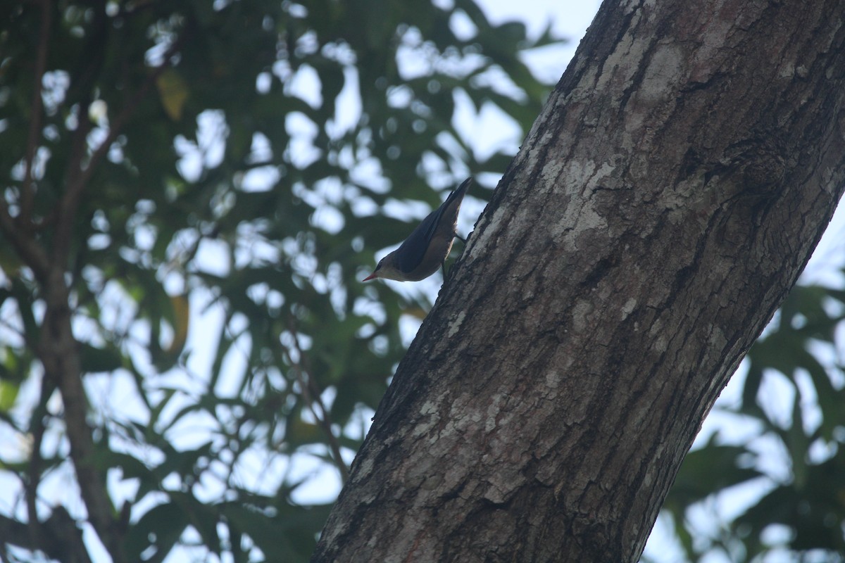 Velvet-fronted Nuthatch - ML646630112