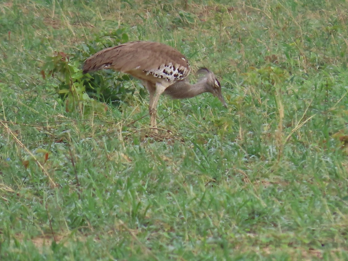 アフリカオオノガン - ML646630113