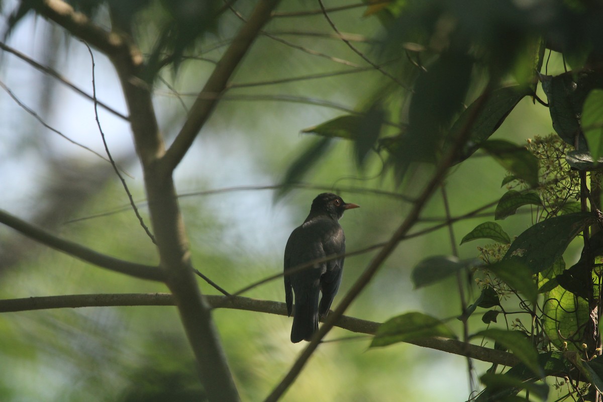 Indian Blackbird - ML646630119