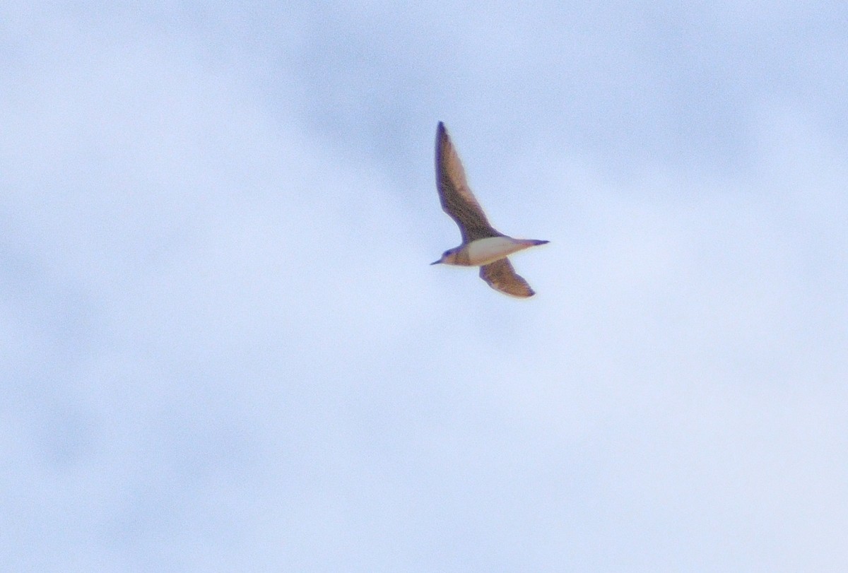 東方紅胸鴴 - ML646630120