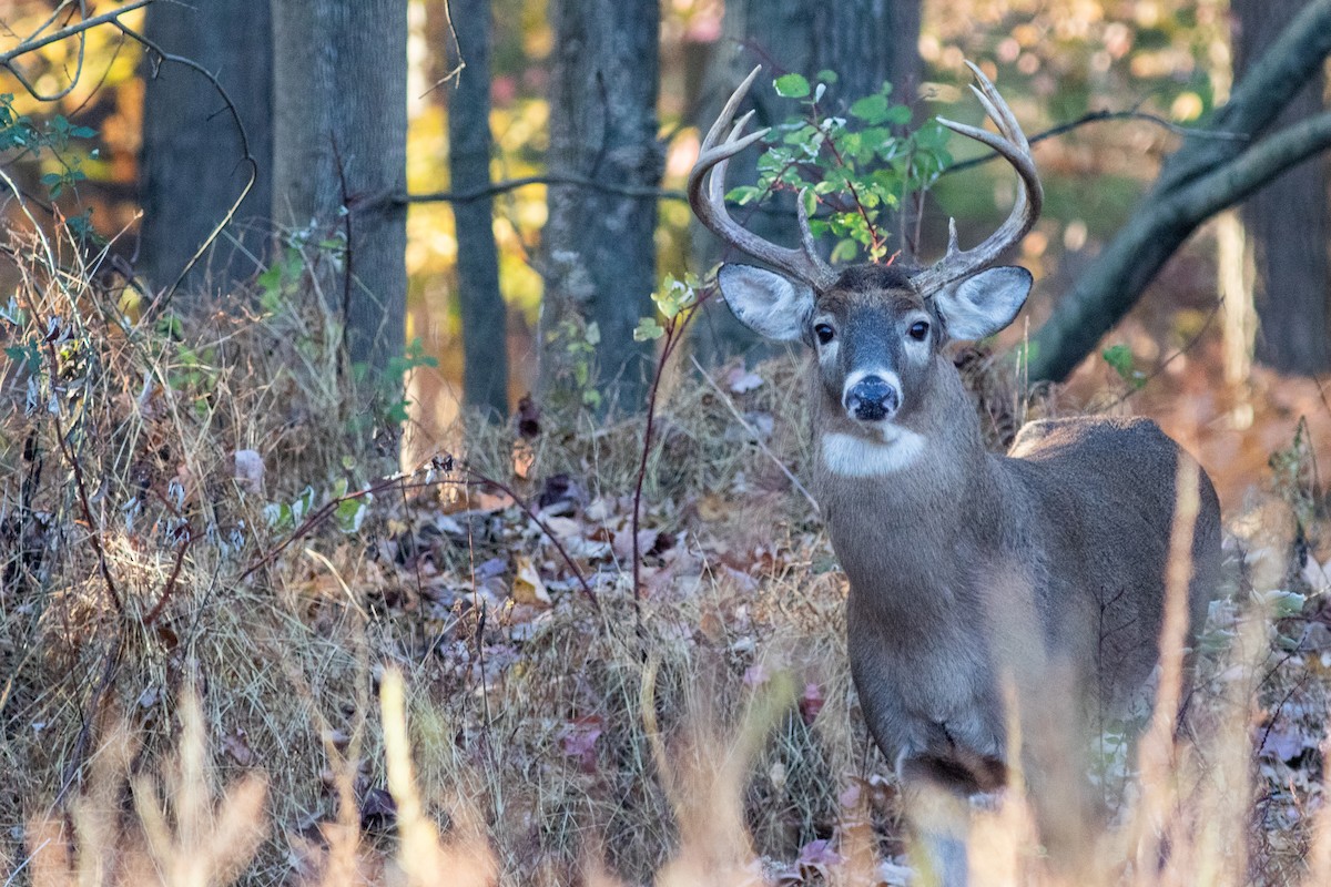 Animaux - ML646630121