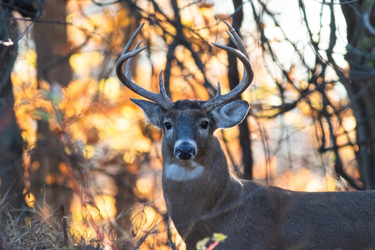 Animaux - ML646630122