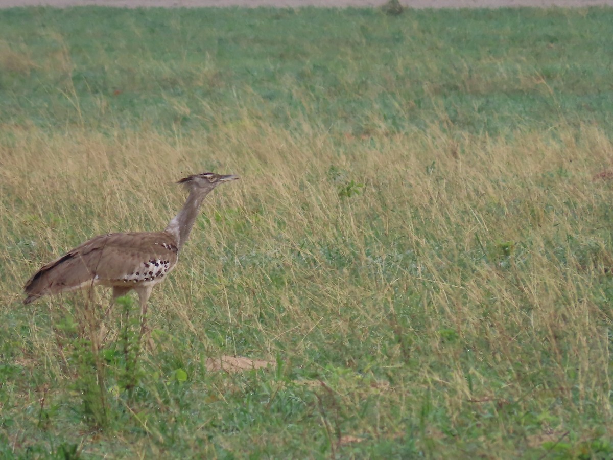 アフリカオオノガン - ML646630123