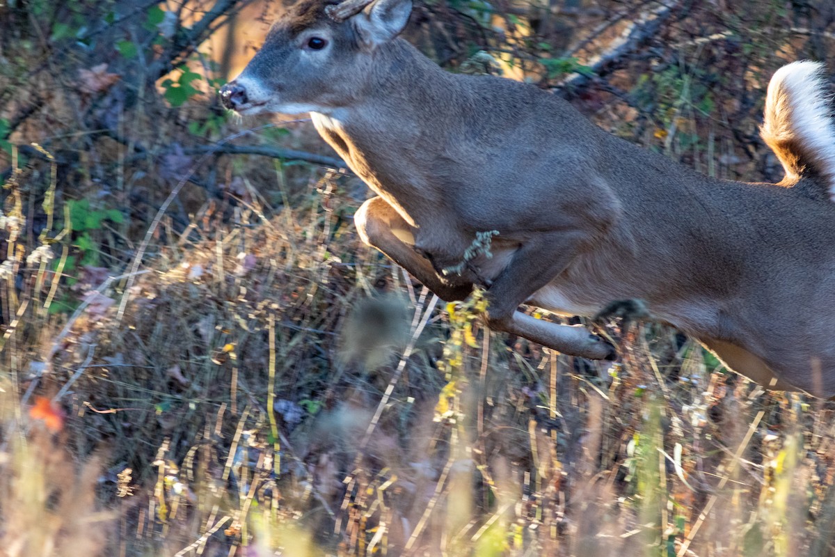 Animaux - ML646630124