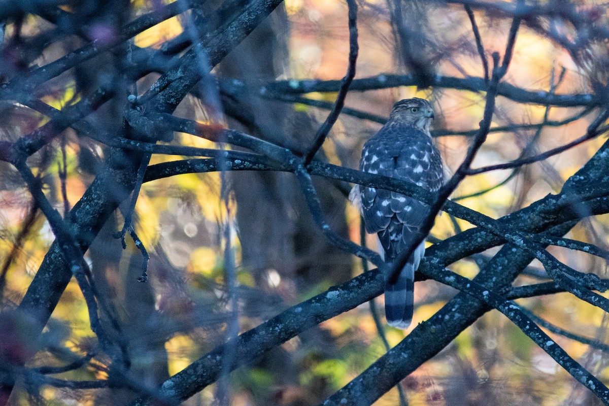 Rundschwanzhabicht - ML646630126