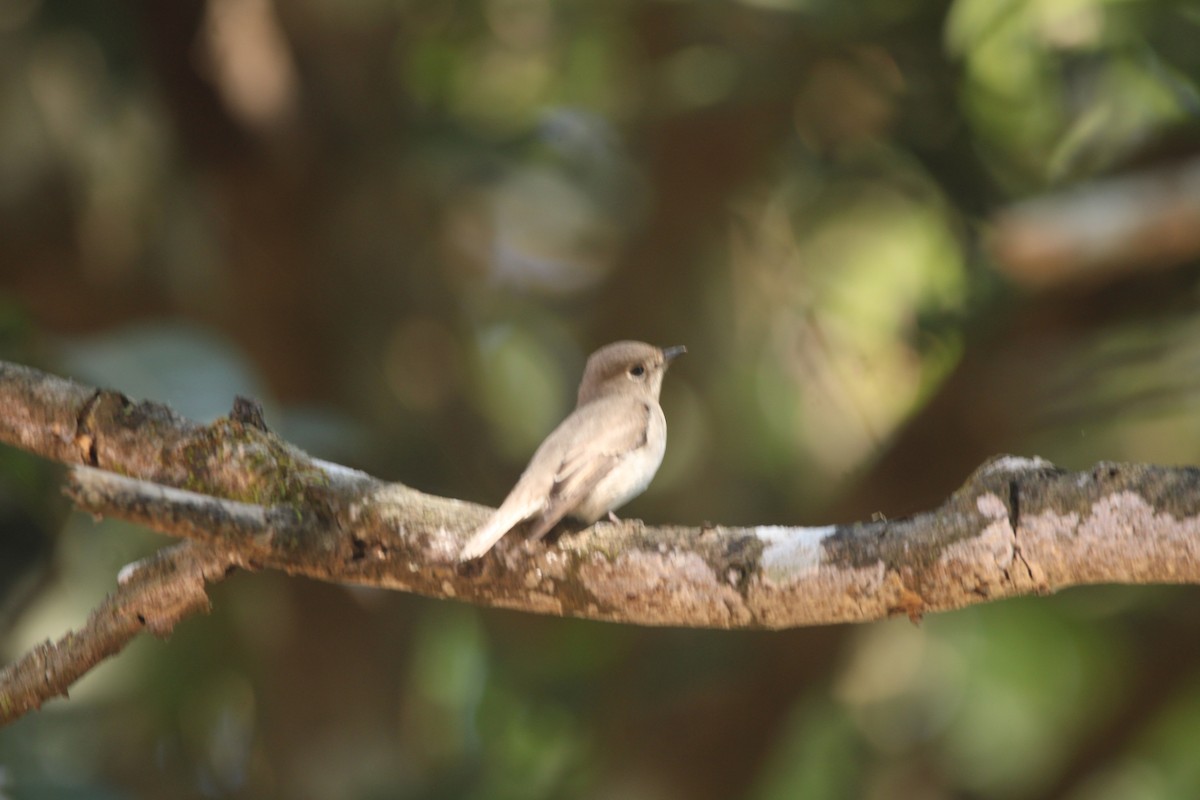 Asian Brown Flycatcher - ML646630129