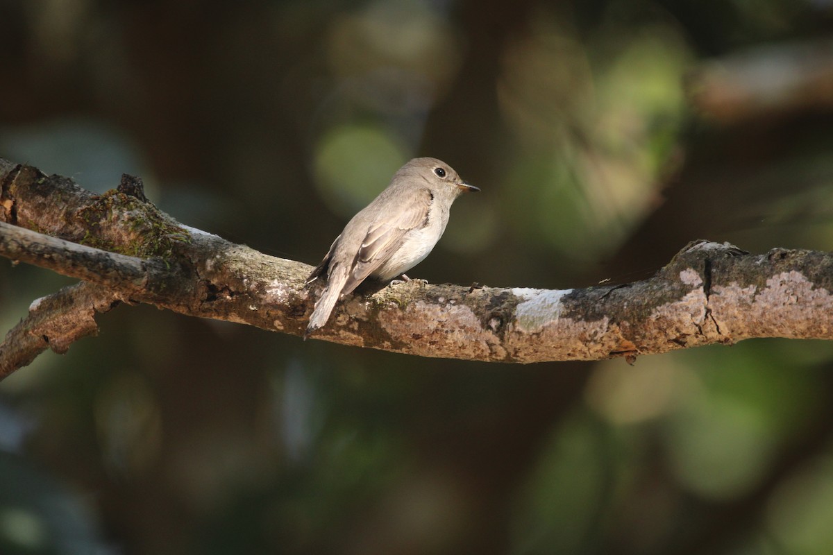 Asian Brown Flycatcher - ML646630130