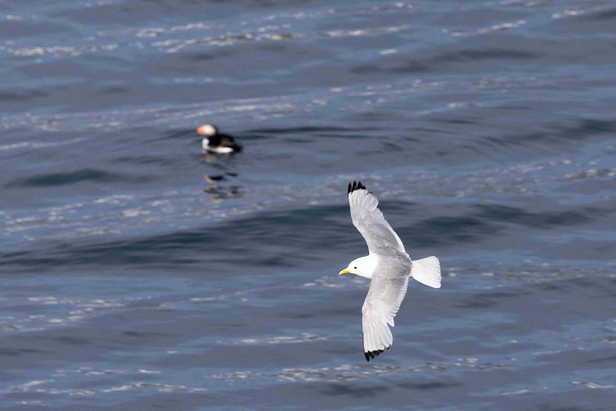 Black-legged Kittiwake - ML646630131