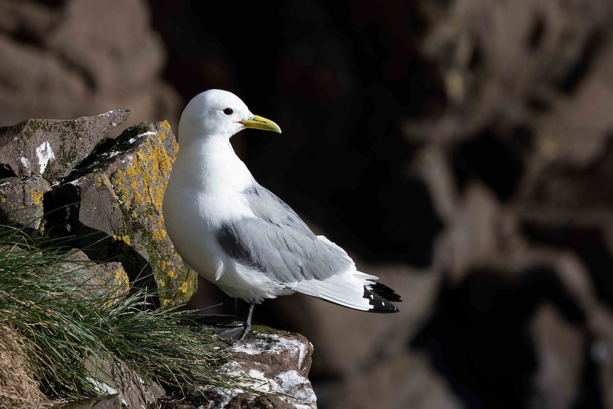 Black-legged Kittiwake - ML646630132