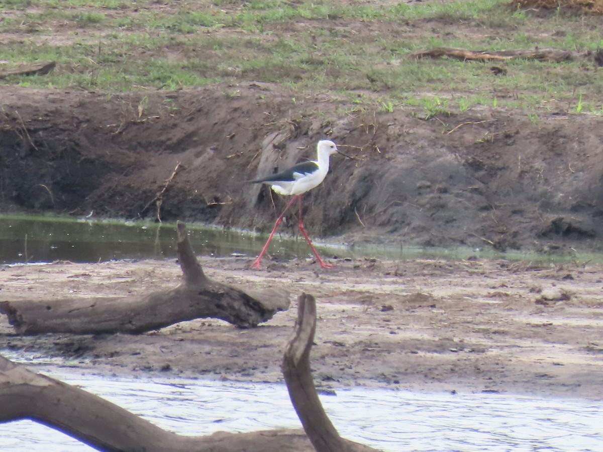 Black-winged Stilt - ML646630134