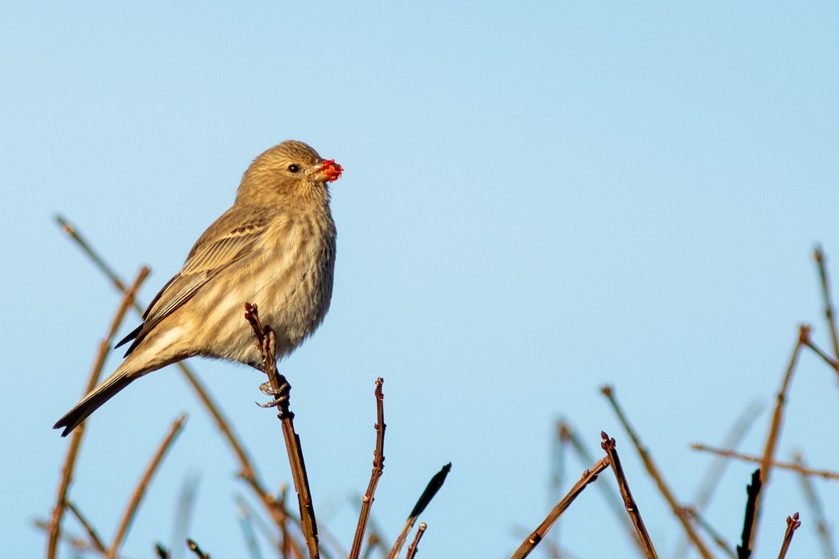 House Finch - ML646630135