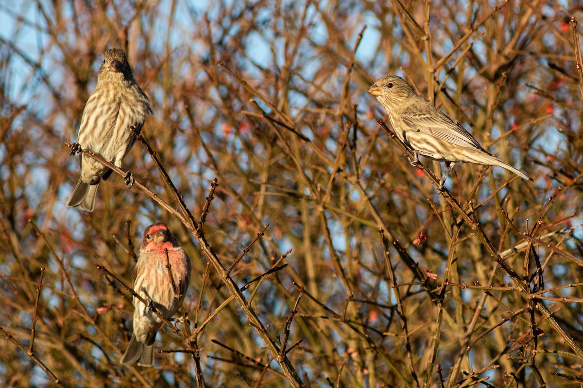 House Finch - ML646630136