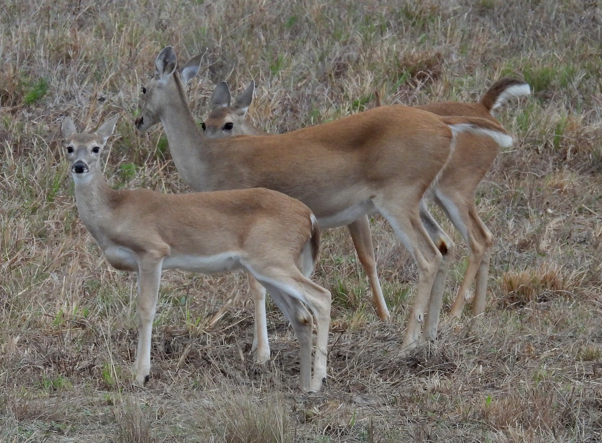 Venado de cola blanca - ML646630137