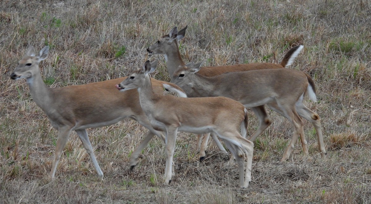 Venado de cola blanca - ML646630138