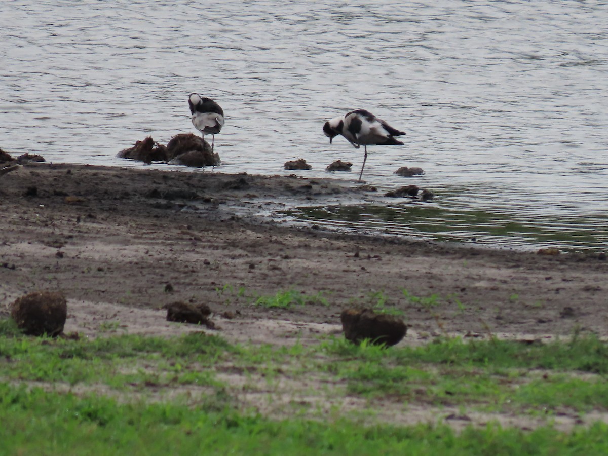 Blacksmith Lapwing - ML646630141