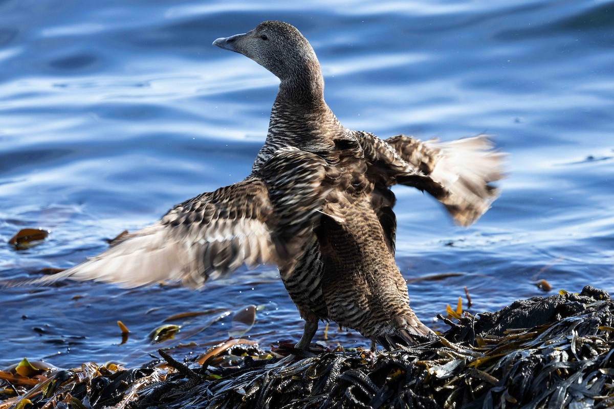 Common Eider - ML646630142