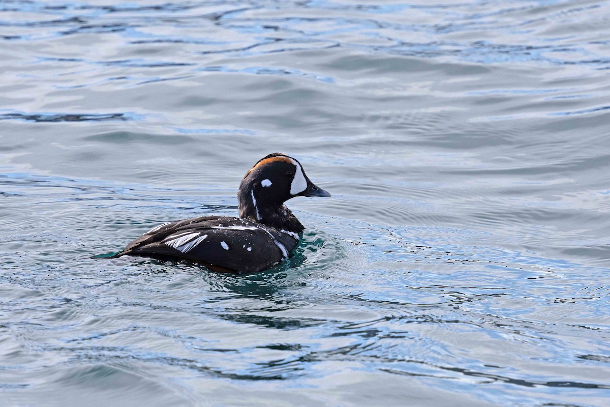 Harlequin Duck - ML646630144